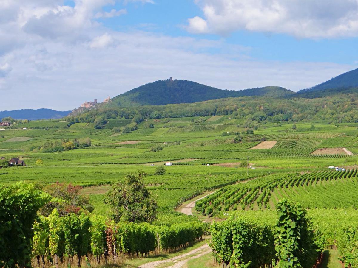 Au Coeur Des Vignes Bergheim Exterior foto