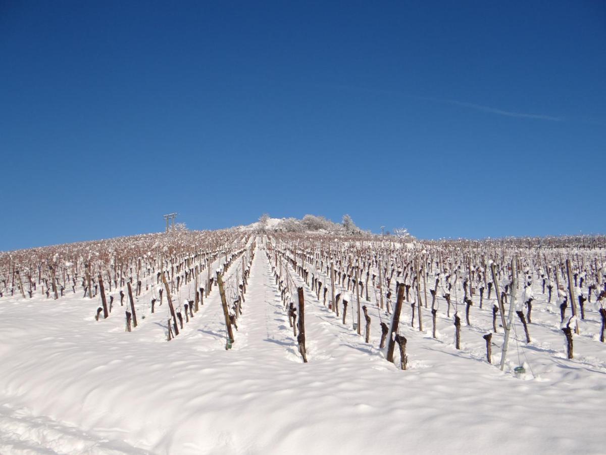 Au Coeur Des Vignes Bergheim Exterior foto