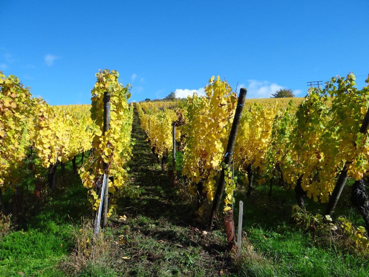 Au Coeur Des Vignes Bergheim Exterior foto