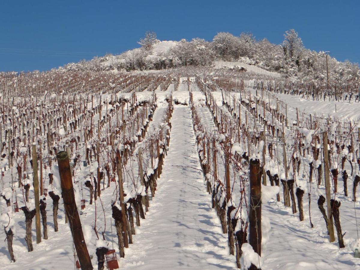 Au Coeur Des Vignes Bergheim Exterior foto
