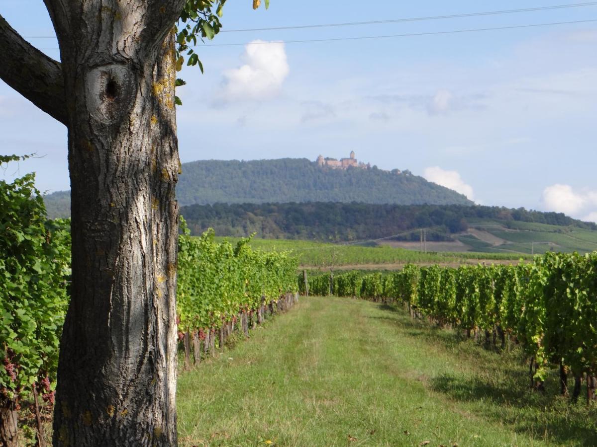 Au Coeur Des Vignes Bergheim Exterior foto