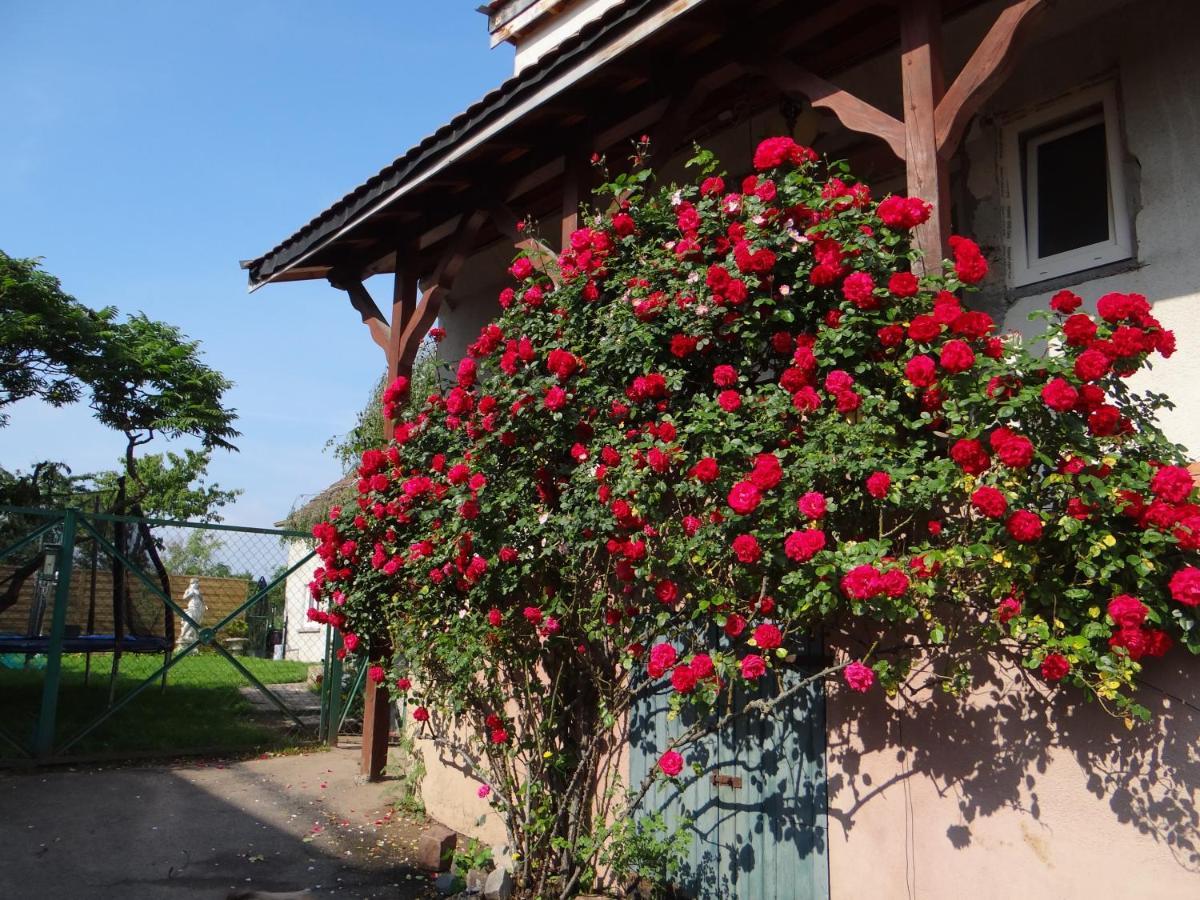 Au Coeur Des Vignes Bergheim Exterior foto