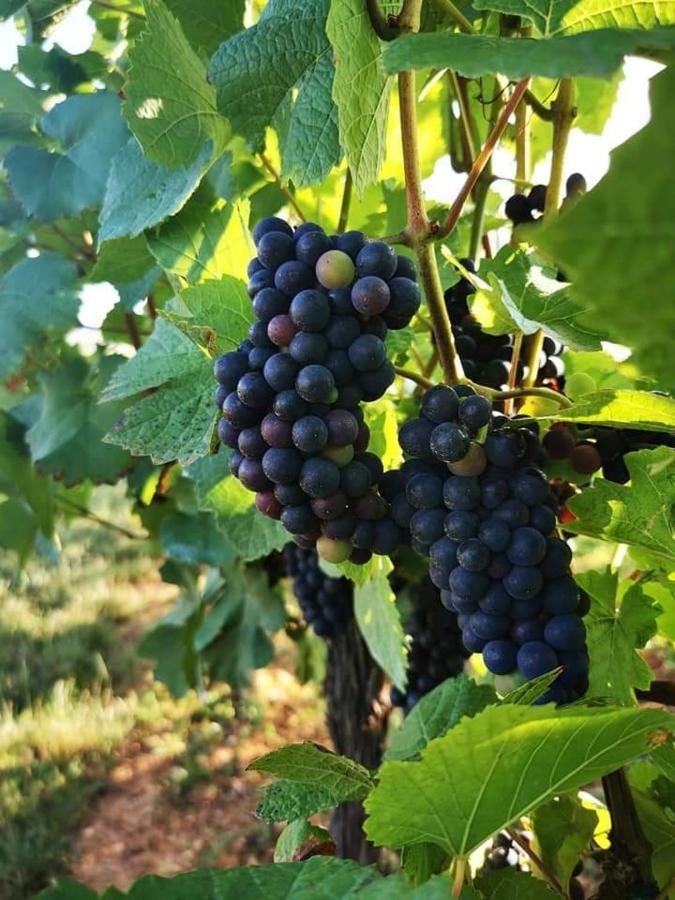 Au Coeur Des Vignes Bergheim Exterior foto